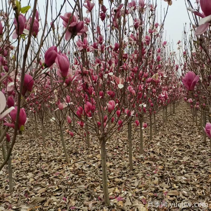 玉兰、木兰、辛夷、望春分别是什么花？(图2)