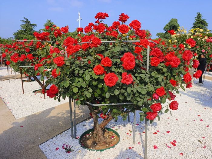 6种庭院花园常见风格(图1)