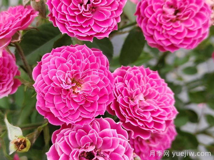 月季推荐，马里奥塔月季(图1)