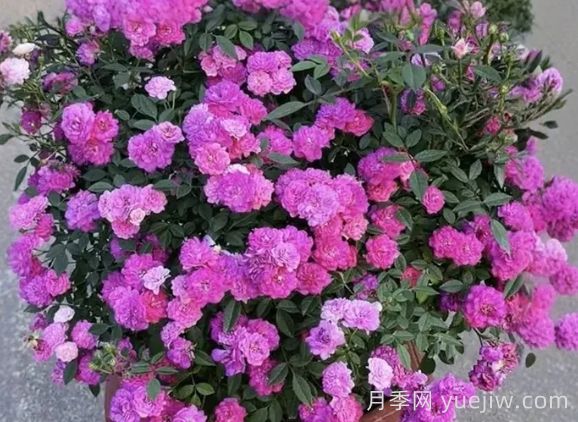 月季推荐，紫红微月月季(图1)