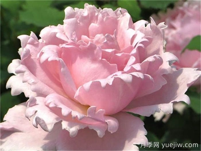 37个法国戴尔巴德月季品种推荐(图2)