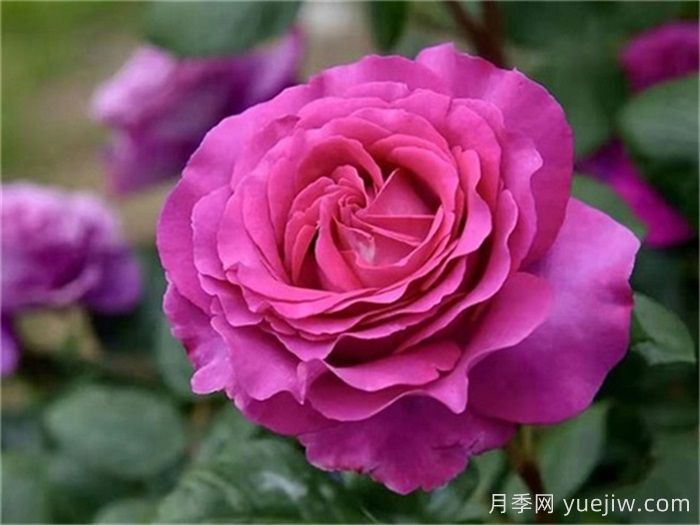37个法国戴尔巴德月季品种推荐(图6)