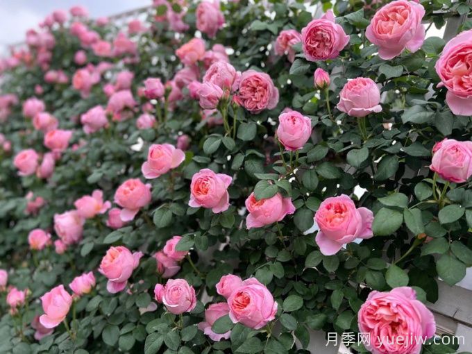 37个法国戴尔巴德月季品种推荐(图4)