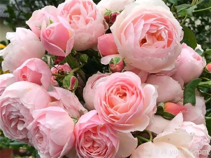 37个法国戴尔巴德月季品种推荐(图5)