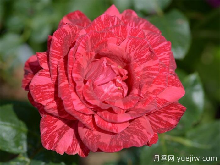 37个法国戴尔巴德月季品种推荐(图8)