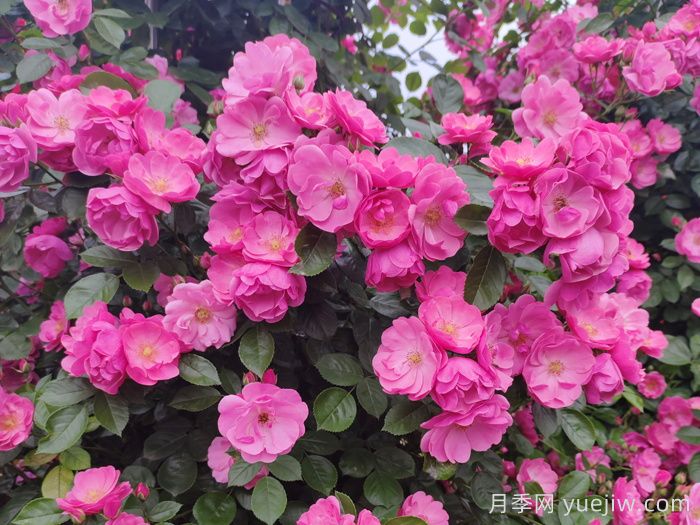 30种漂亮的月季品种，你养了几种？(图1)