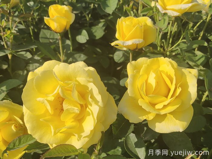 30种漂亮的月季品种，你养了几种？(图3)