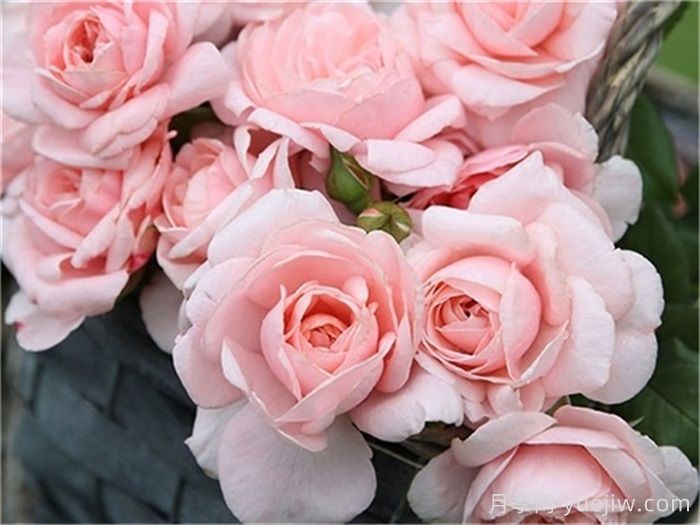 30种漂亮的月季品种，你养了几种？(图5)