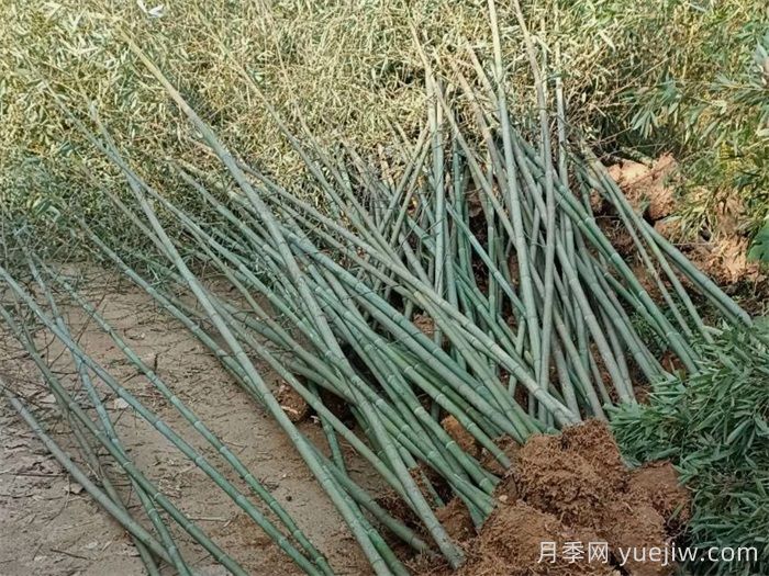 ​刚竹的种植技术(图1)