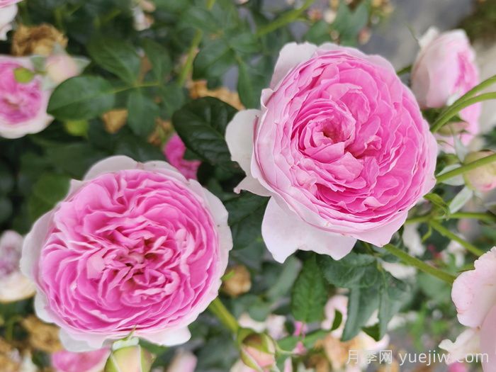 月季种植技术要点梳理(图1)