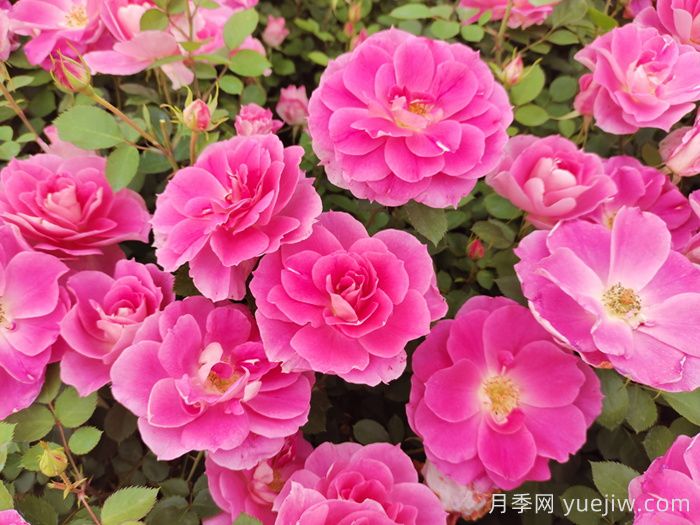 植物怎样搭配以实现四季有景？(图1)