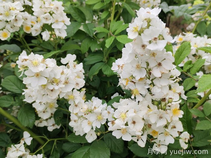 如果有个院子，一定要种一棵蔷薇(图2)