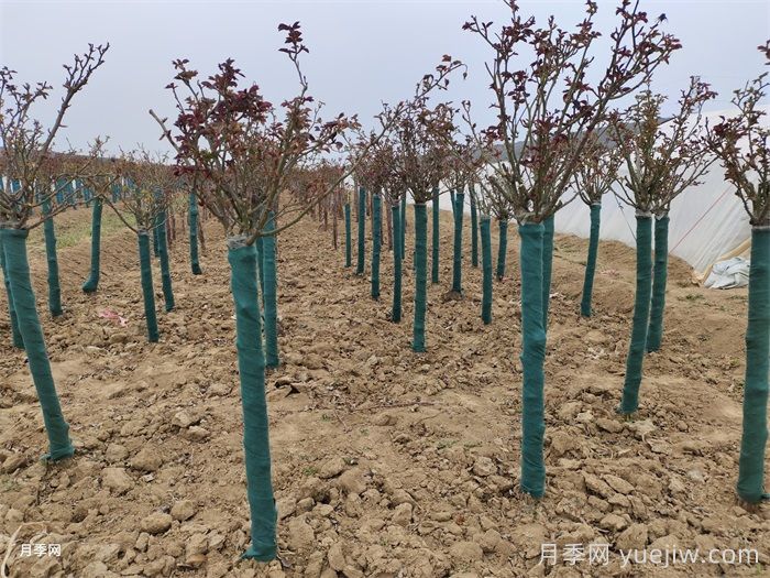 春季种独杆月季，为什么宜早不宜迟？(图1)