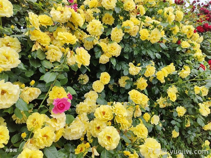 现代月季的分类及特点(图3)