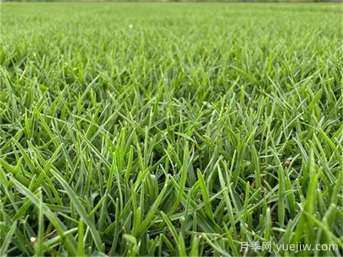 草坪品种及性能对比，收藏学习(图1)