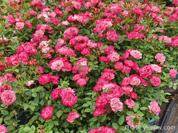 超微月季的品种特性和常见问题(图2)