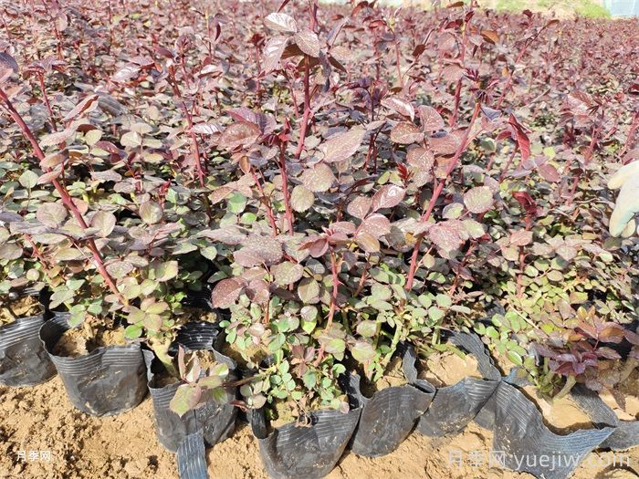 月季春季修剪和抹芽方法(图2)