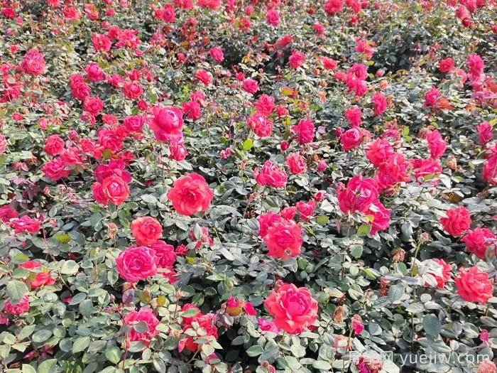 赏中国月季文化，诗咏月季花(图2)