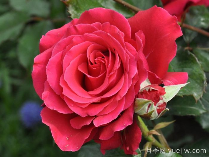 赏中国月季文化，诗咏月季花(图3)