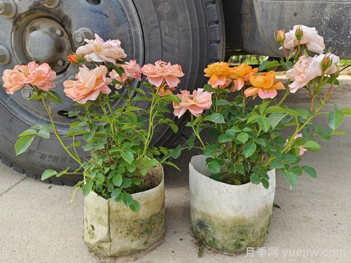 果汁阳台月季专为阳台，让果汁阳台四季开花的办法(图2)