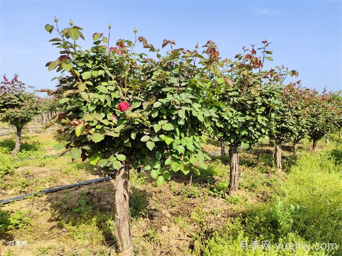 早春养月季苗，生长开花该如何做？(图2)