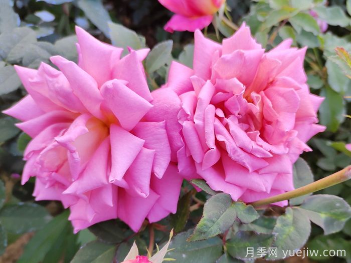 月季花施肥如何延长观赏期？(图1)