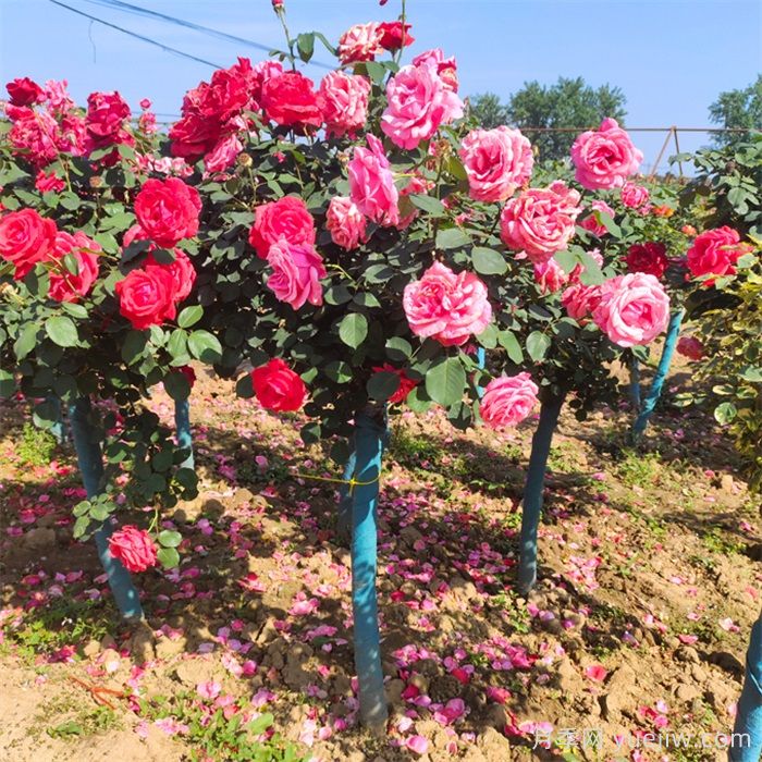 树状月季定植后浇灌核心原则(图1)