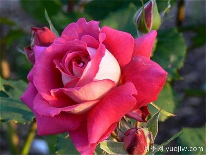 九大精品浓香月季品种，花香满屋(图2)