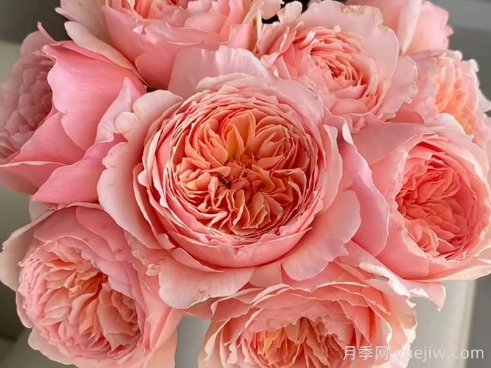 九大精品浓香月季品种，花香满屋(图3)