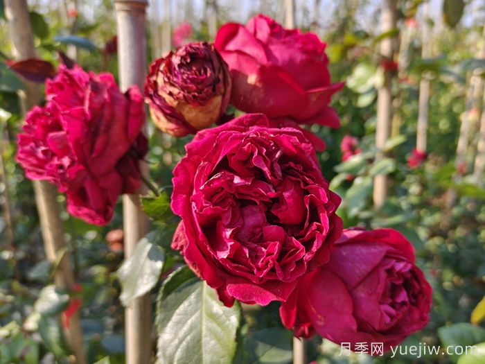 红色和粉色龙沙宝石爬藤月季对比(图1)