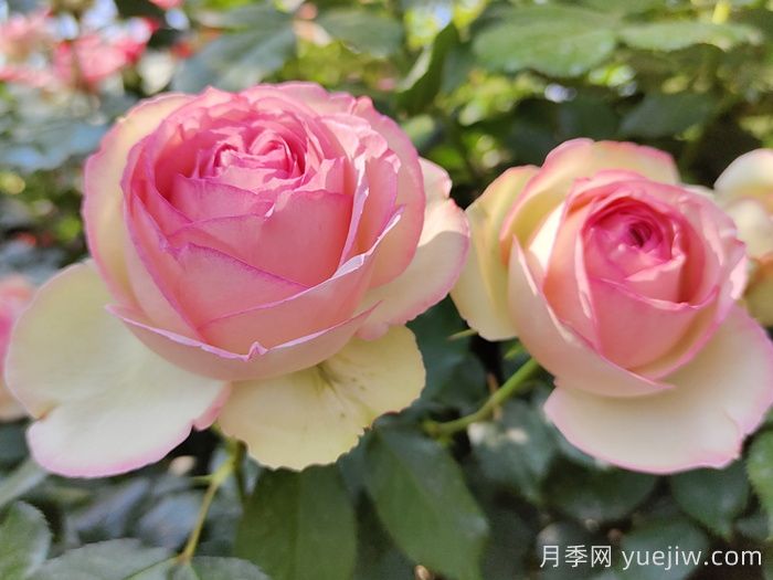 红色和粉色龙沙宝石爬藤月季对比(图2)