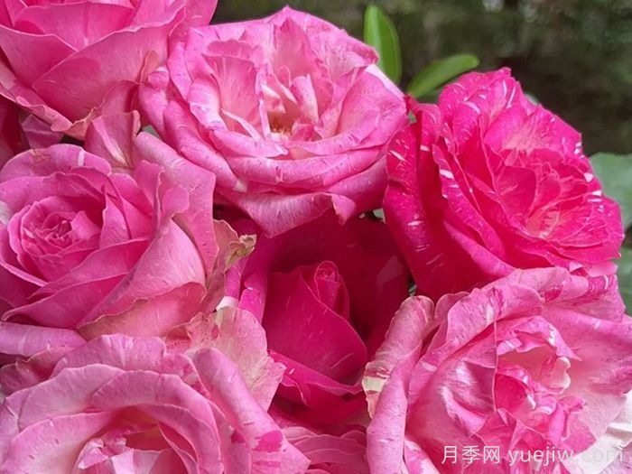 卡西莫多雪山月季(图1)