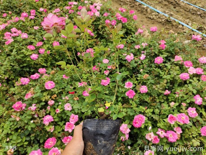 ​月季整株打焉耷拉是怎么回事？(图1)