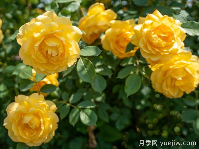 推荐5款橙黄色系的月季品种(图3)