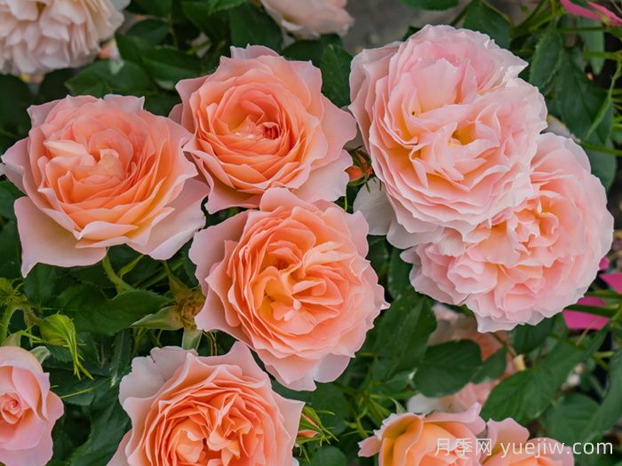 推荐5款橙黄色系的月季品种(图4)