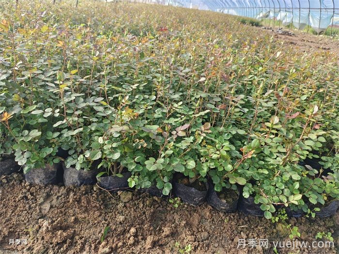 月季根瘤病的特征和防治(图1)