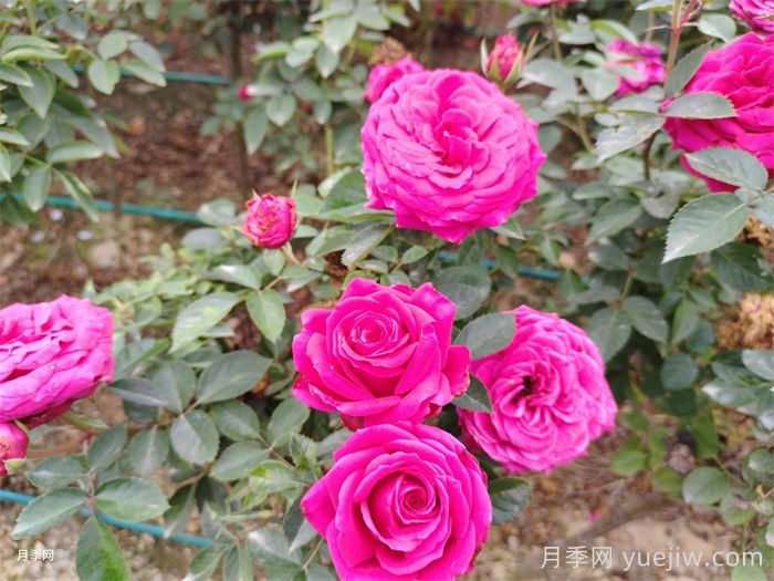 为什么月季是药罐子？如何挑选高抗病性月季品种？(图1)