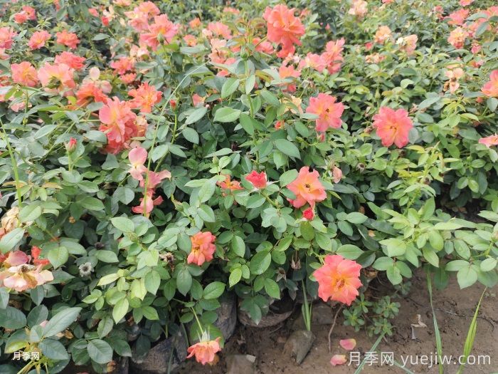 为什么月季是药罐子？如何挑选高抗病性月季品种？(图2)