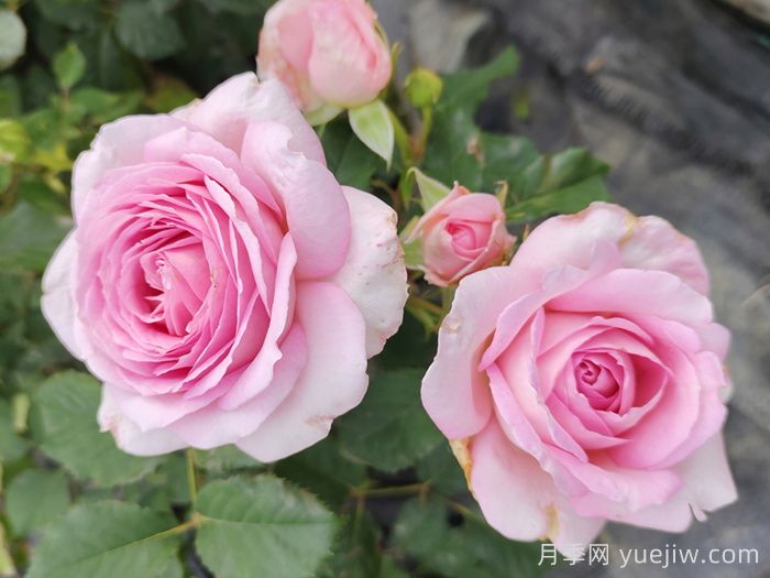 哪些月季更值得购买种植？月季优缺点大比拼(图2)