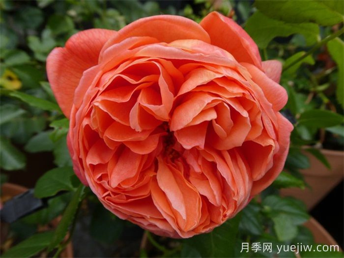 夏日之歌月季推荐，奥斯汀浓香月季(图1)