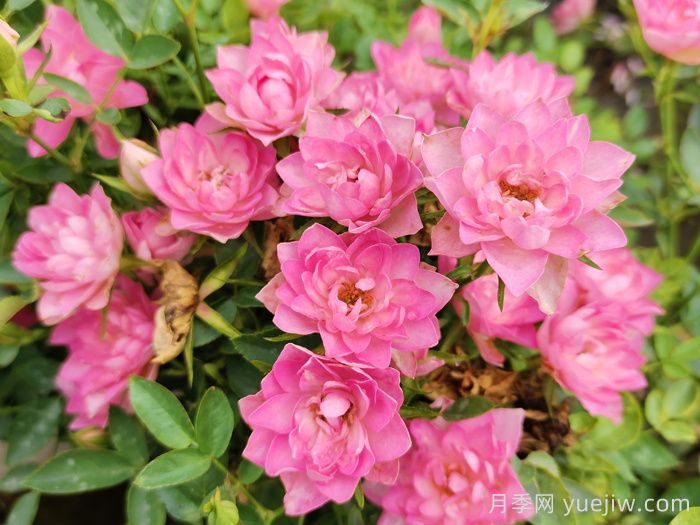 这3种微型月季，适合阳台种(图1)