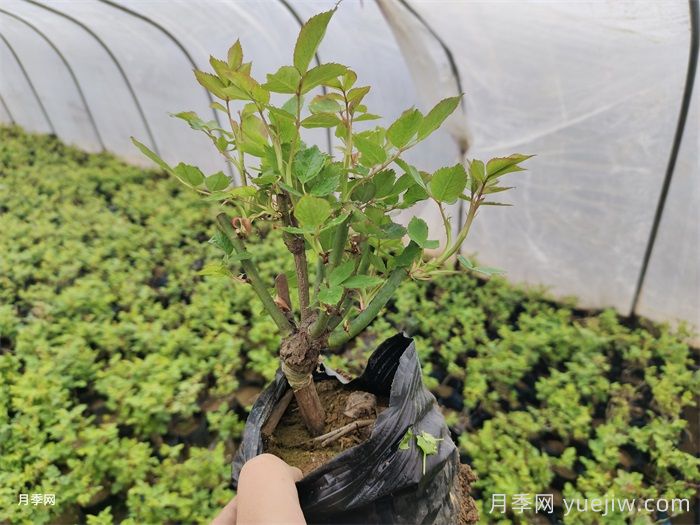 春天月季需要换盆吗？月季换盆有哪些注意事项？(图1)