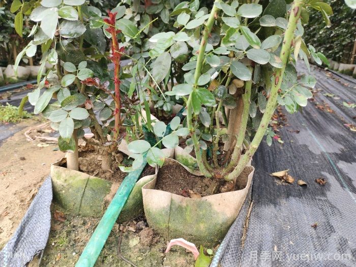 春天月季需要换盆吗？月季换盆有哪些注意事项？(图2)