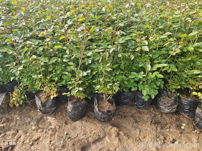 月季什么时候种植最好？(图1)