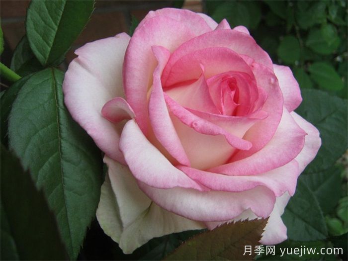 分享30个又美又香又大的月季品种(图1)