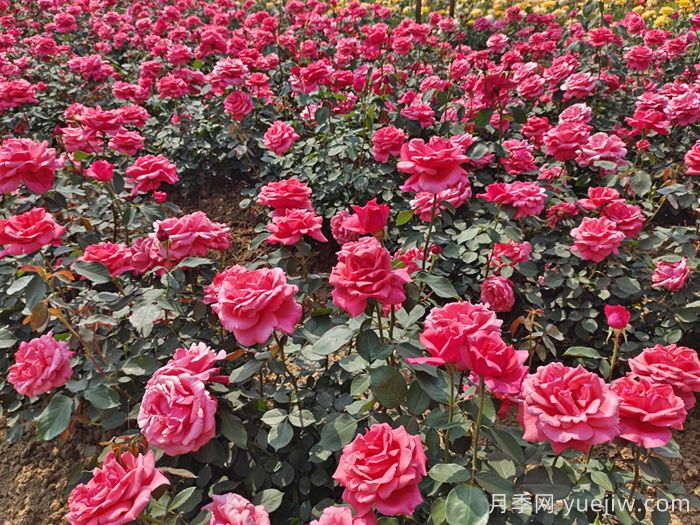 南北方都能养月季，养护上有什么区别？    (图2)