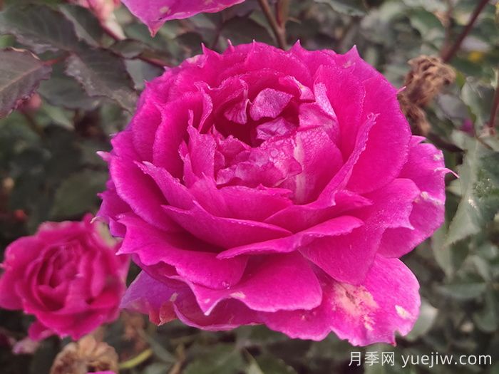 推荐7款月季花品种，夏季也能快乐绽放(图2)