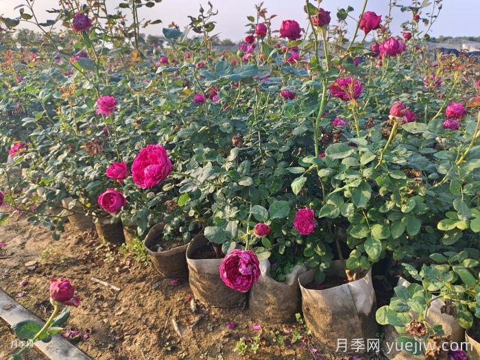 网购回来的月季不开花是怎么问题？(图3)