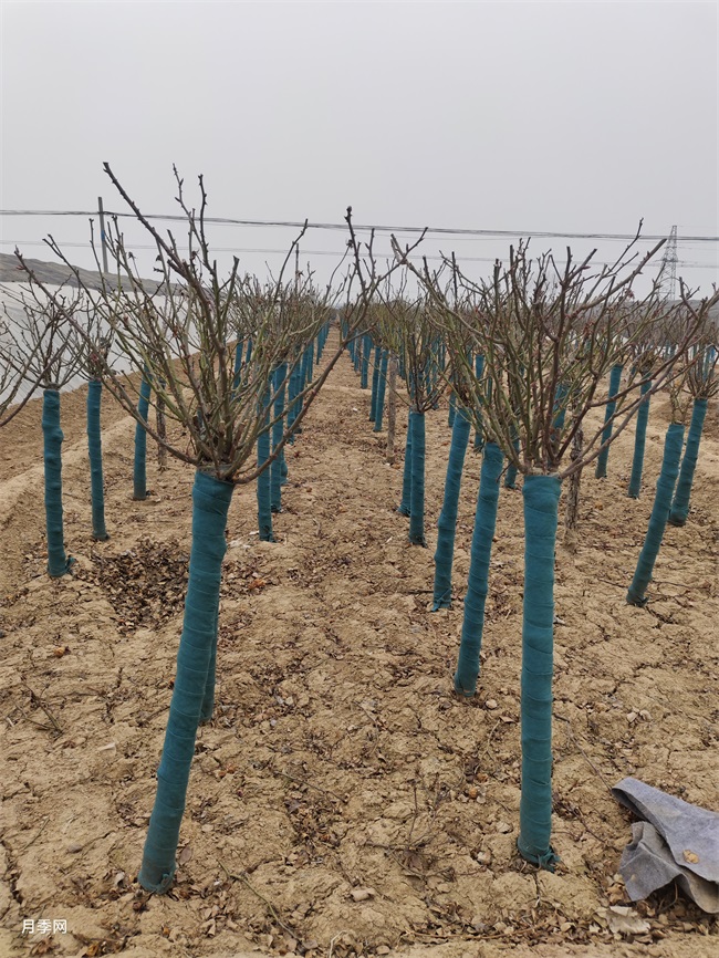 350棵6公分树状月季发货山东临沂绿化工地(图2)