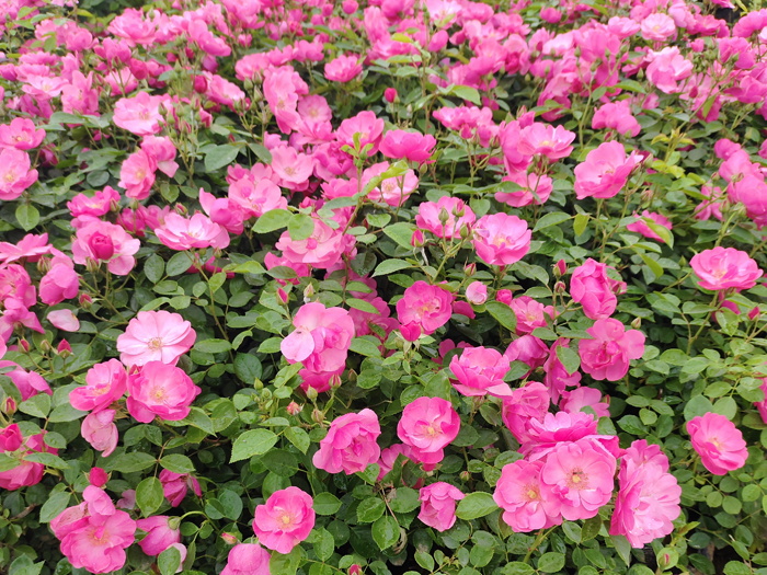 地栽月季的管理方法与注意事项(图1)